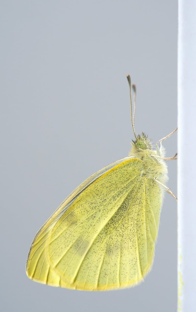 Butterfly close-up
